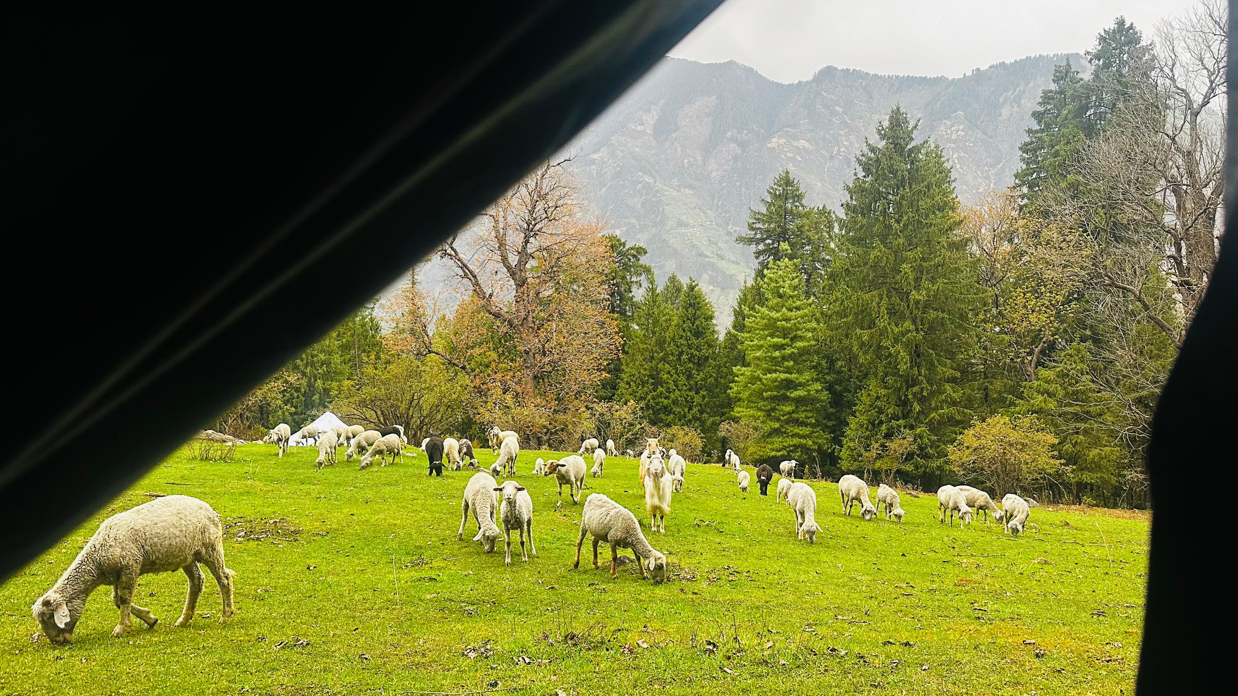 Sheep